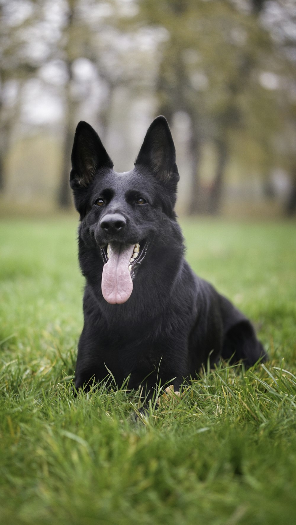 a black dog laying in the grass with its tongue hanging out