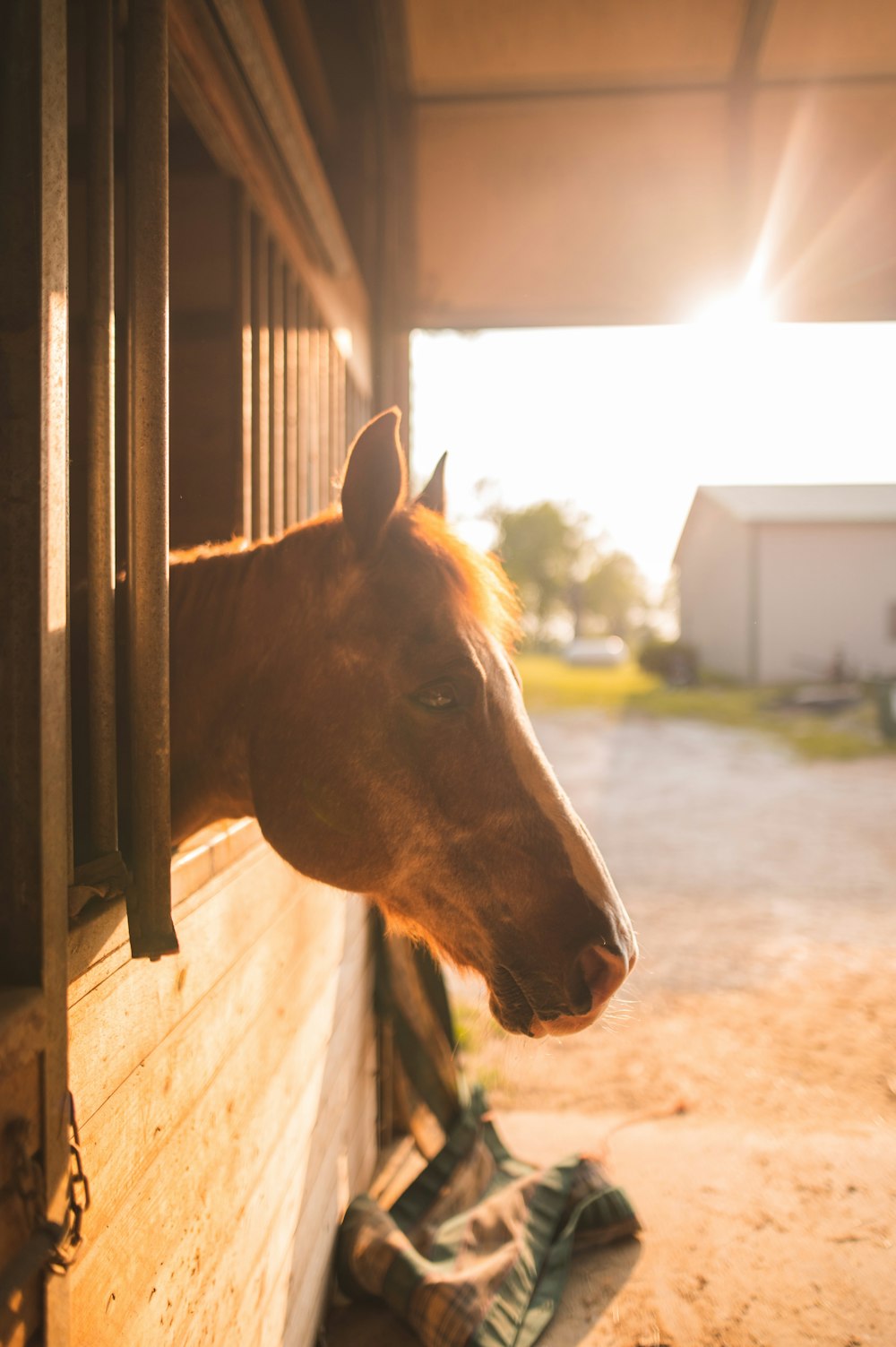 a horse sticking its head out of a stable