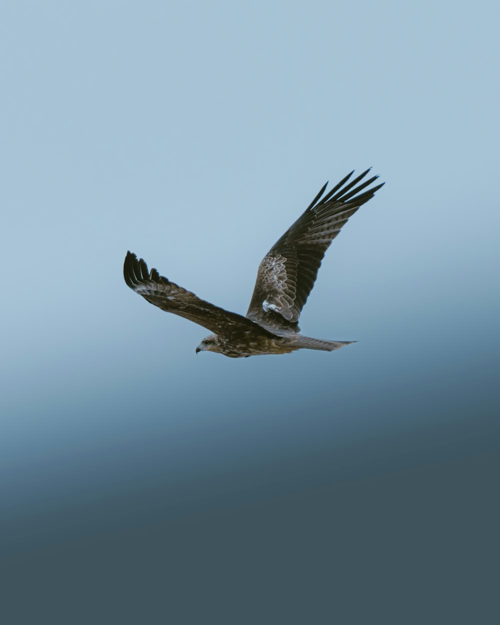 a large bird flying through a blue sky