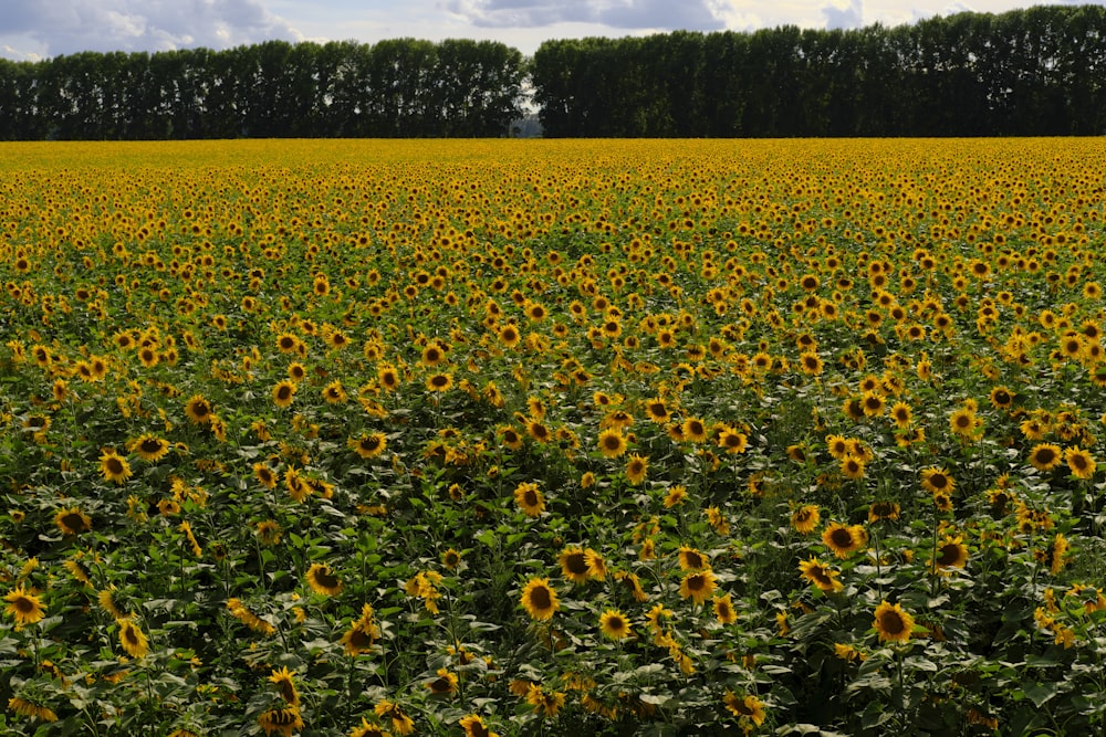 a large field of sunflowers with trees in the background