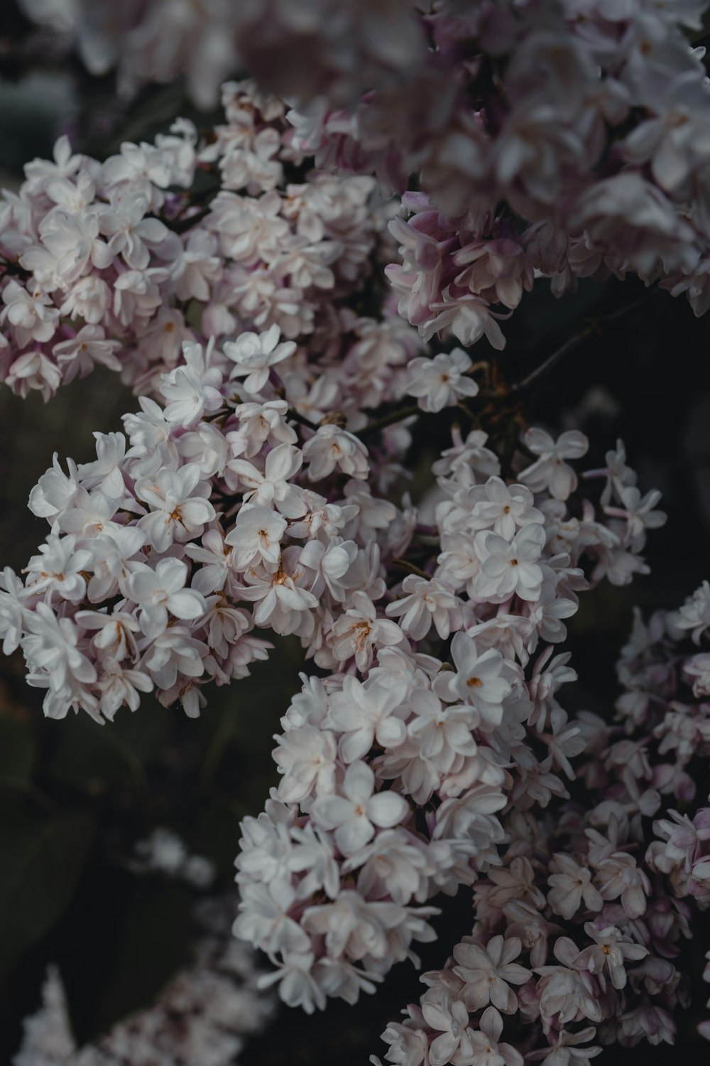 a close up of a bunch of flowers