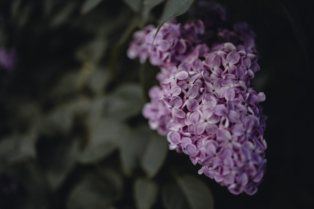 a close up of a bunch of purple flowers