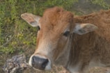 A close-up of a calf in a sunny field.