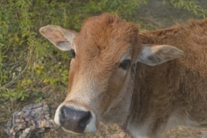 A close-up of a calf in a sunny field.