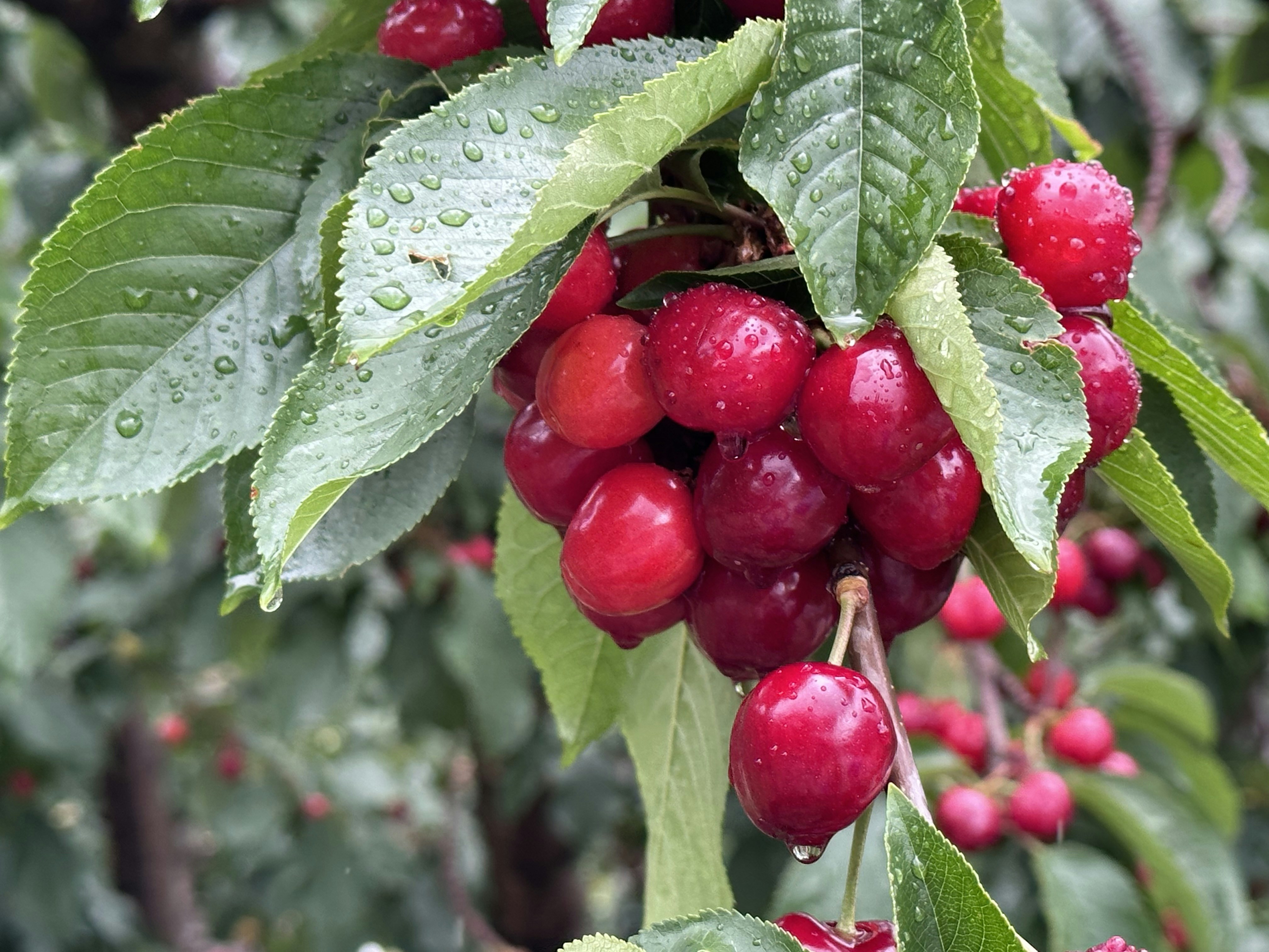 a tree filled with lots of red berries