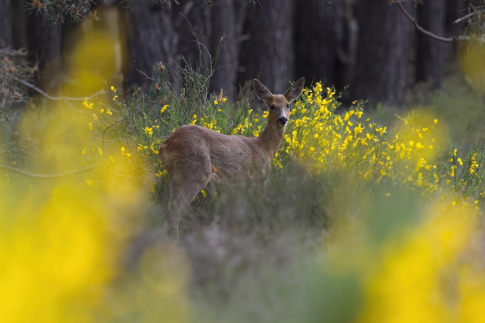 a deer standing in a field of yellow flowers