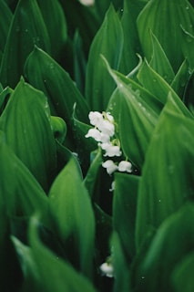 Illustration of Lírio, a gentle character surrounded by soft lavender and green leaves in a whimsical forest.