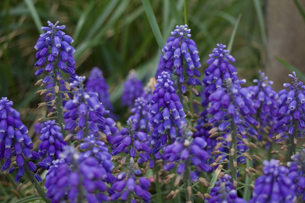 un bouquet de fleurs violettes qui sont dans l’herbe