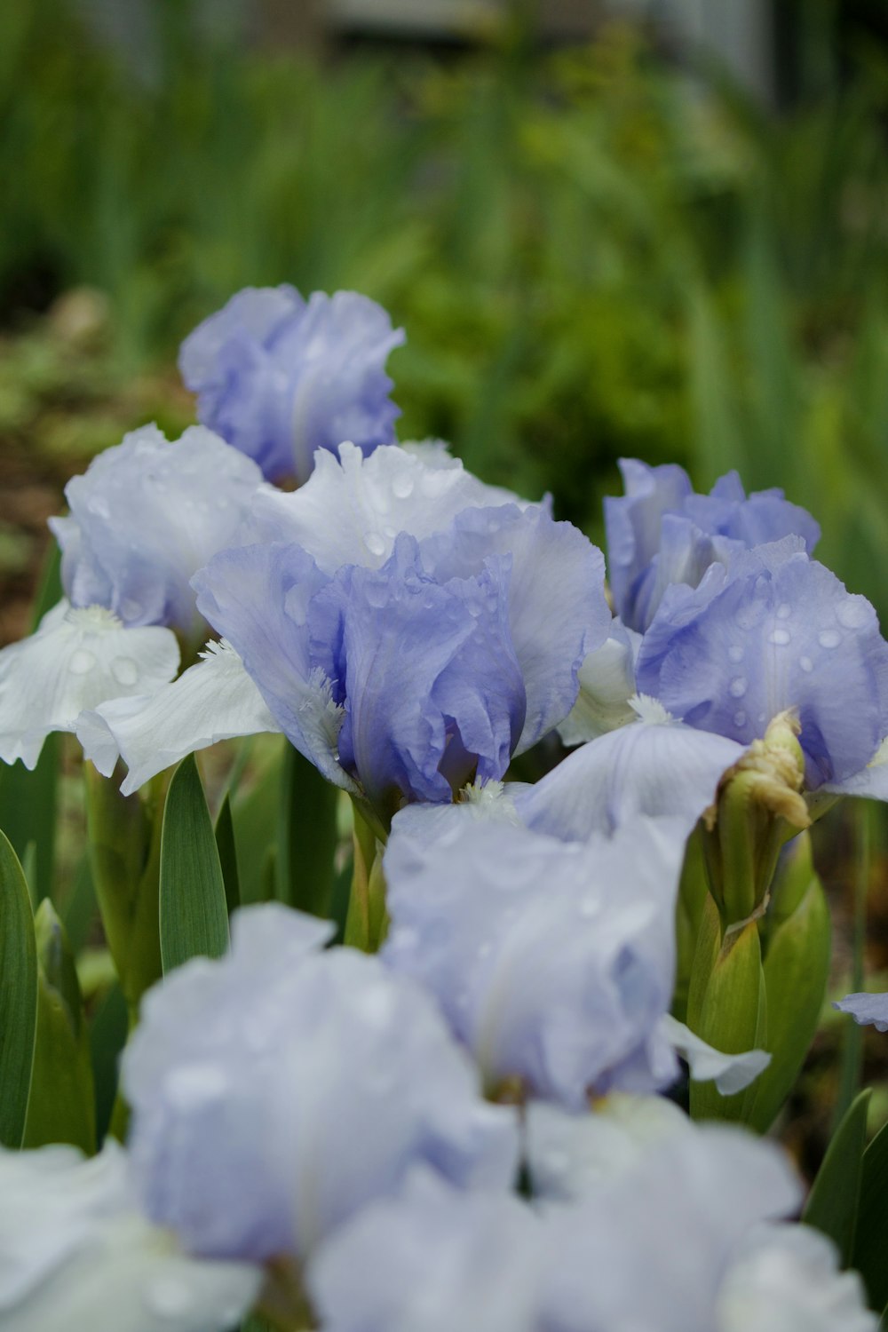 a group of blue and white flowers in a garden