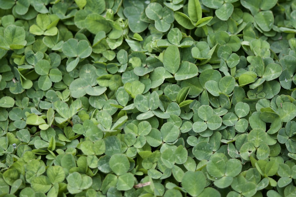 a close up of a bunch of green leaves