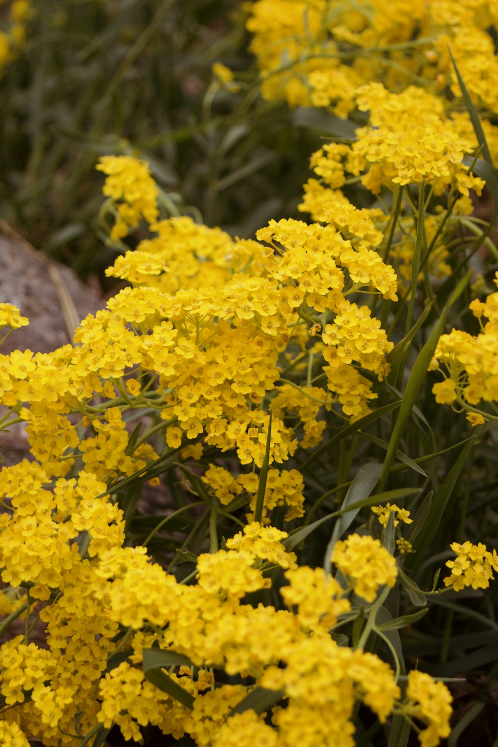 un mazzo di fiori gialli in un campo