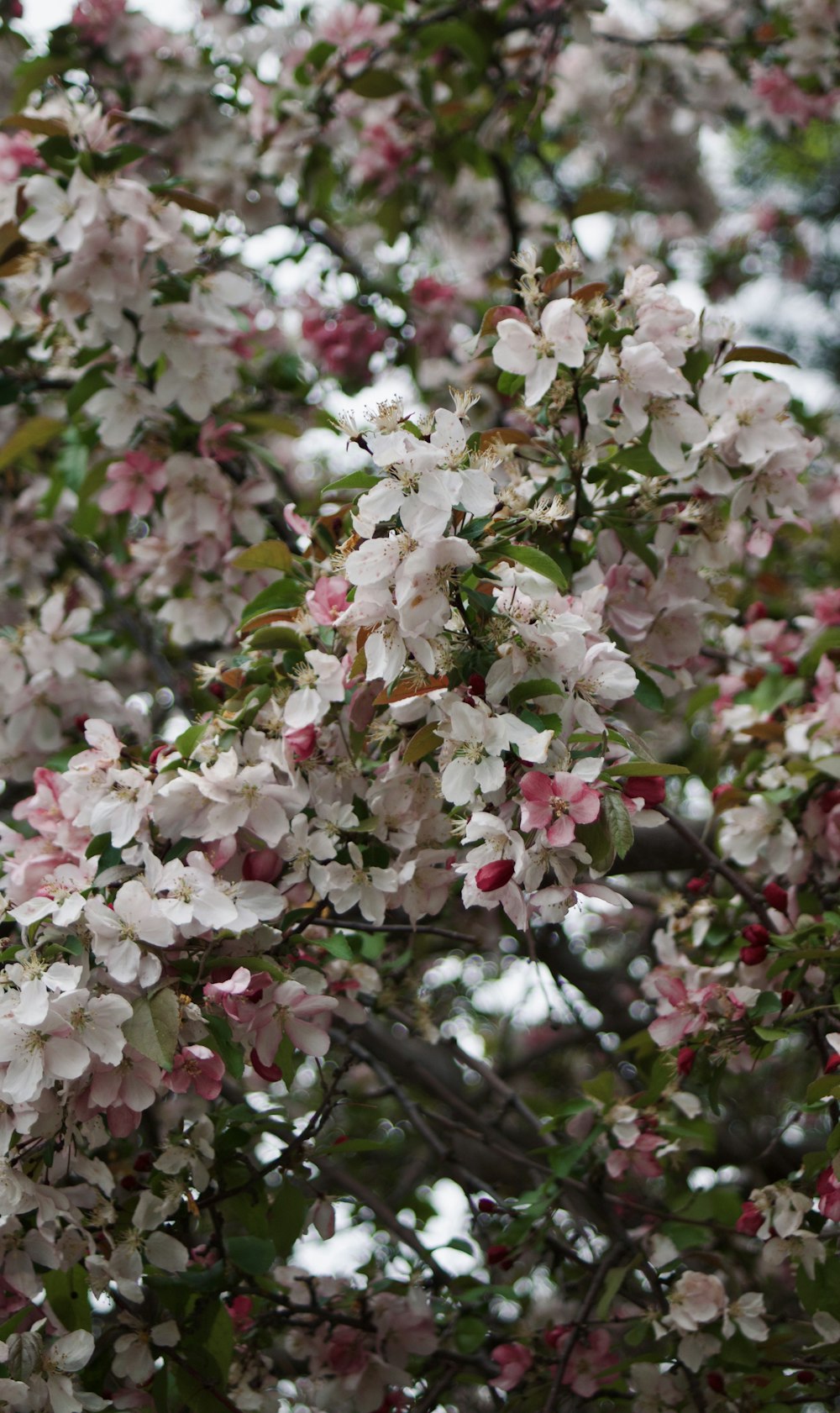 a tree filled with lots of pink and white flowers