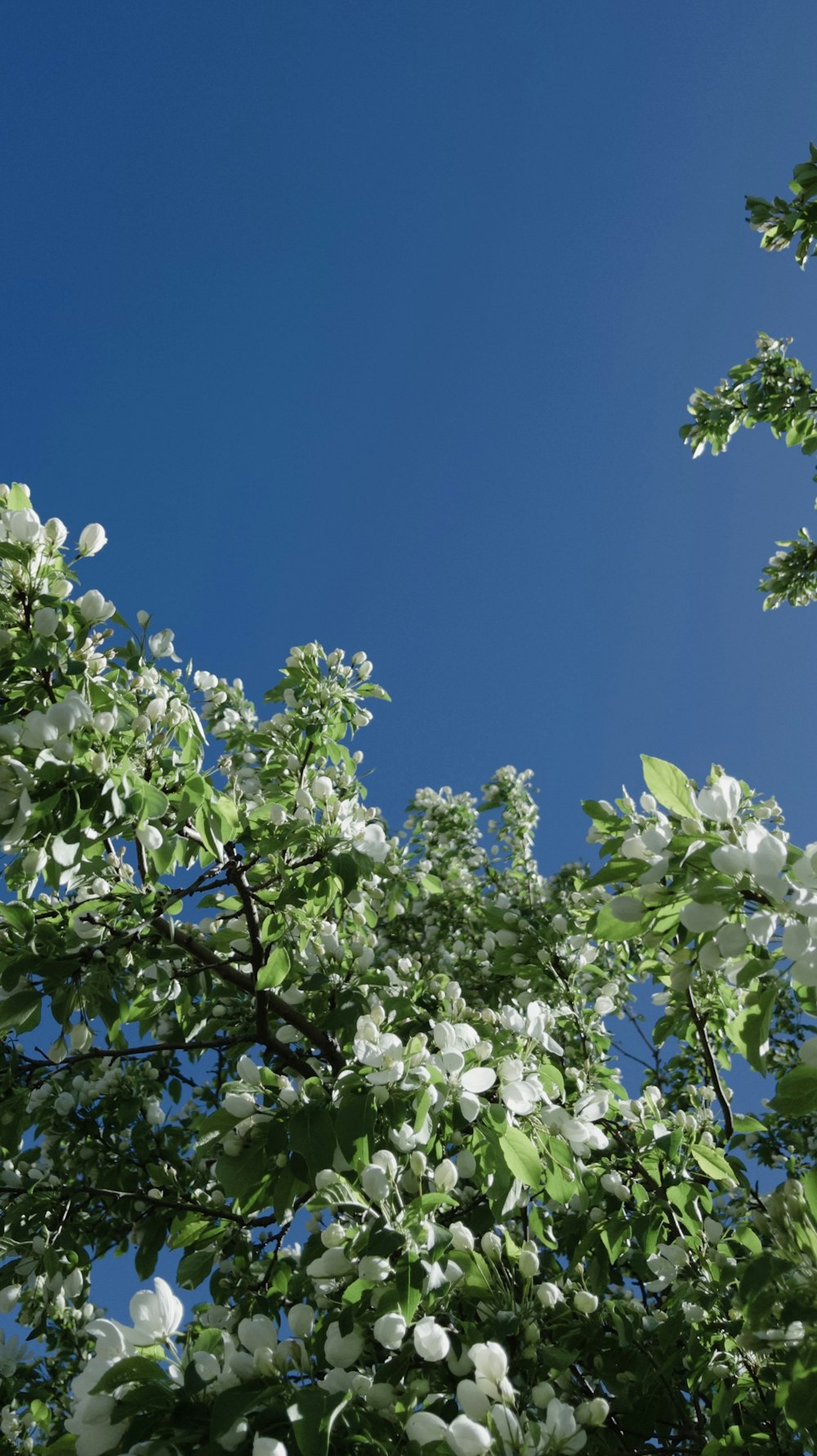 手前に白い花、背景に青い空を持つ木