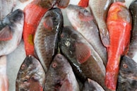 A vibrant display of colorful fish laid out on ice, ready for customers.