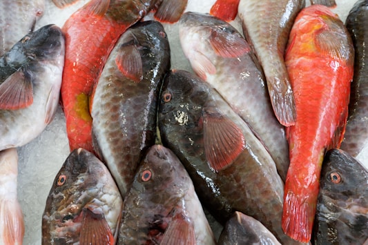 Several fish with varying patterns and colors lie on a bed of crushed ice, displaying vibrant reds and neutral grays. Scales and fins are clearly visible, and the fish are arranged closely together, suggesting they are freshly caught.