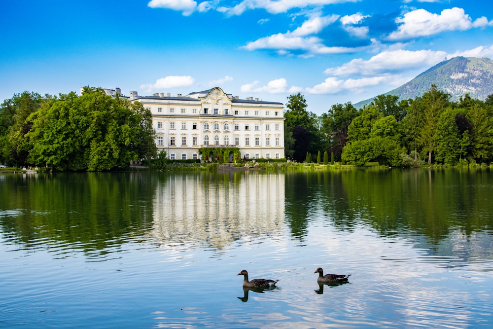 two ducks are swimming in a lake in front of a large building