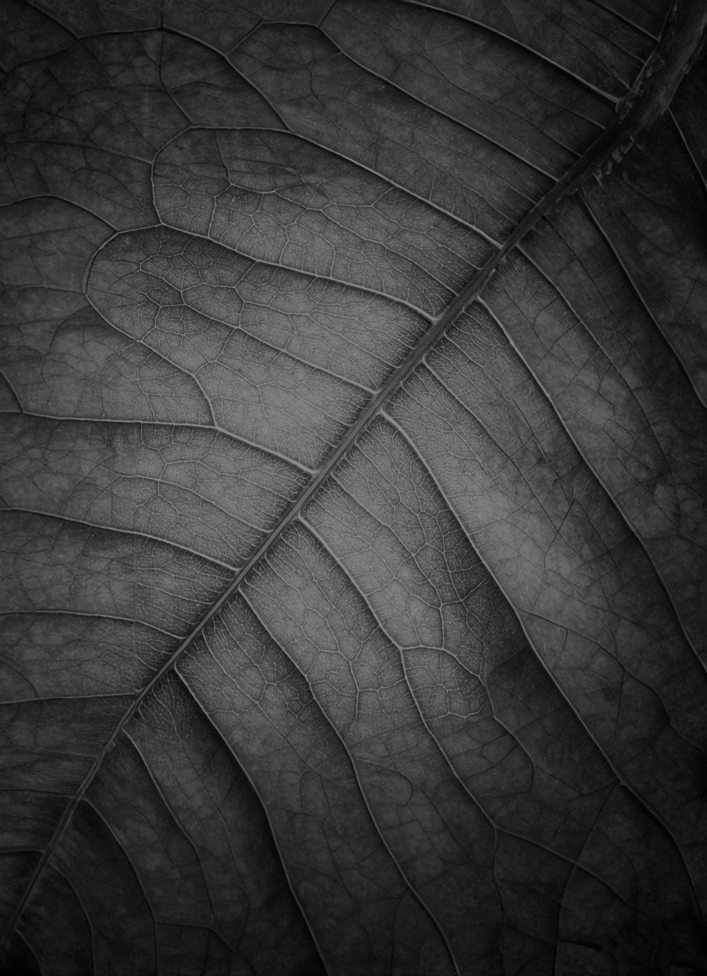 a black and white photo of a leaf