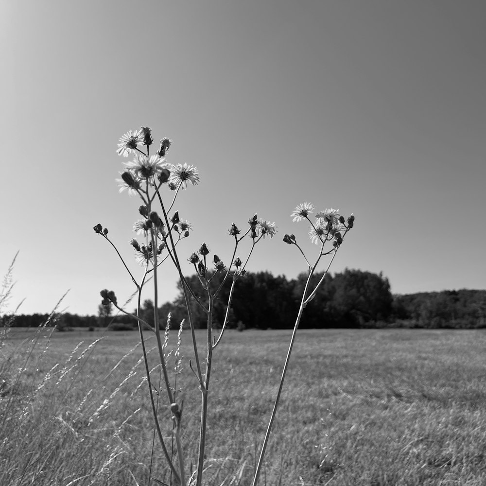 a black and white photo of flowers in a field