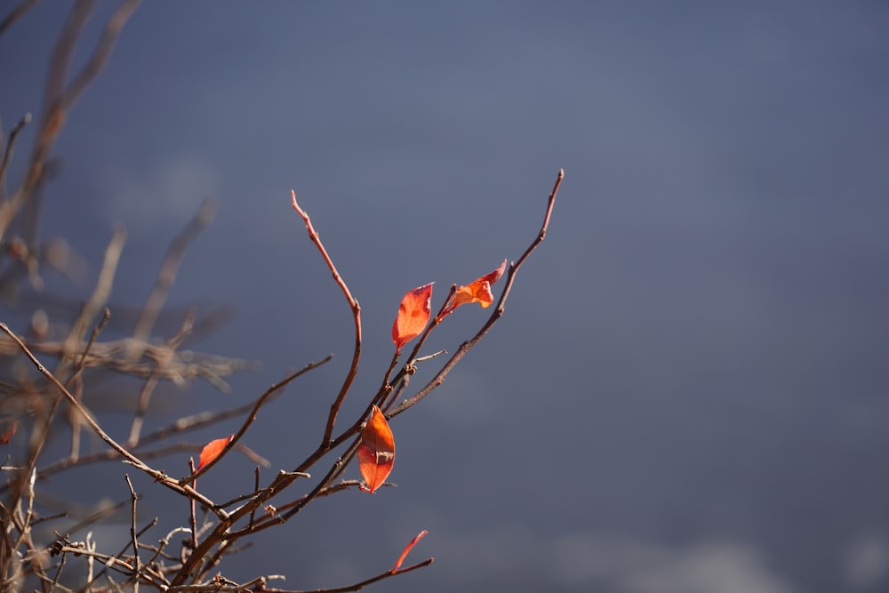 a branch with orange leaves against a blue sky