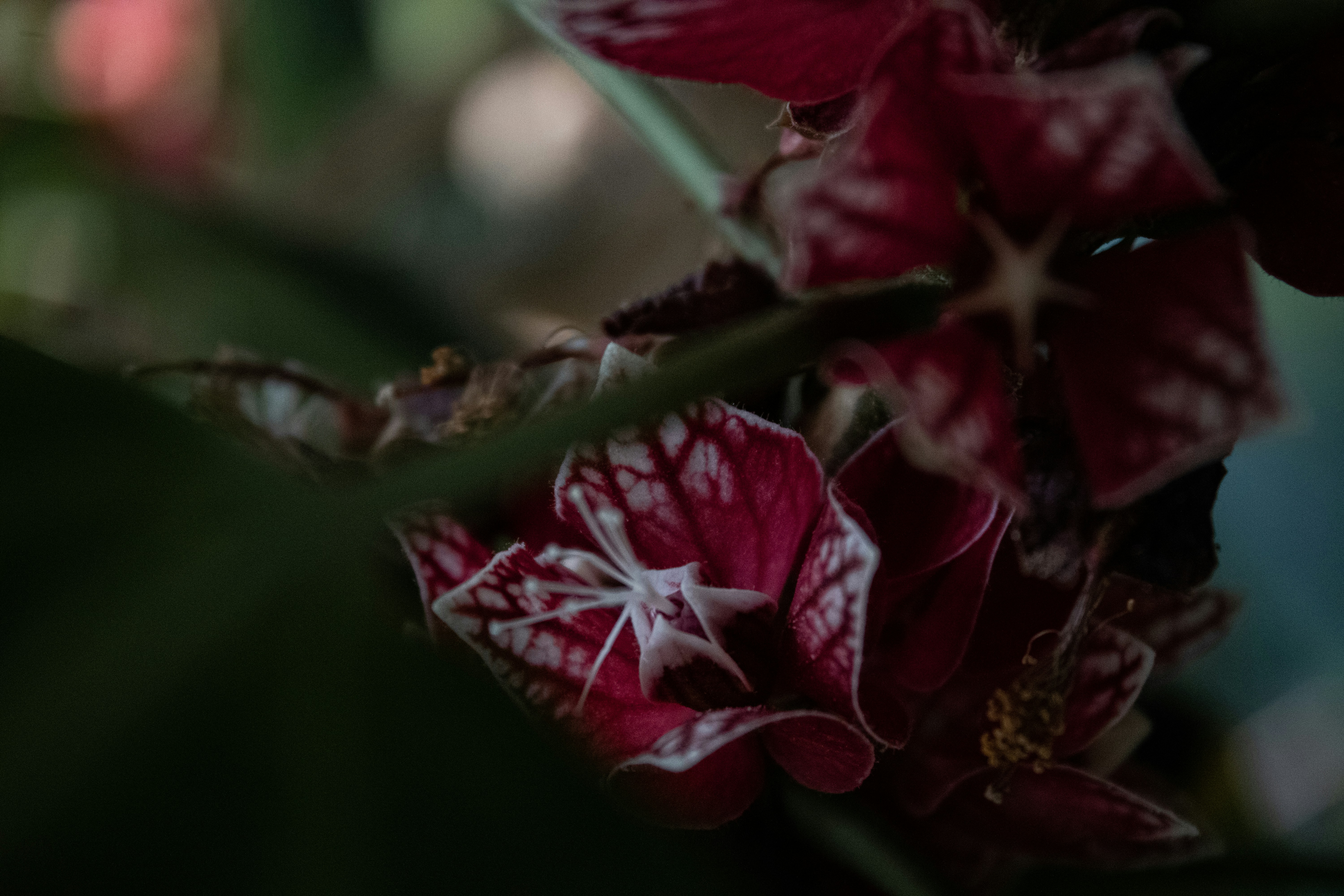 Un primer plano de una flor roja y blanca foto Imagen de Botanischer