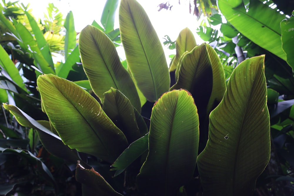 a close up of a green plant with leaves