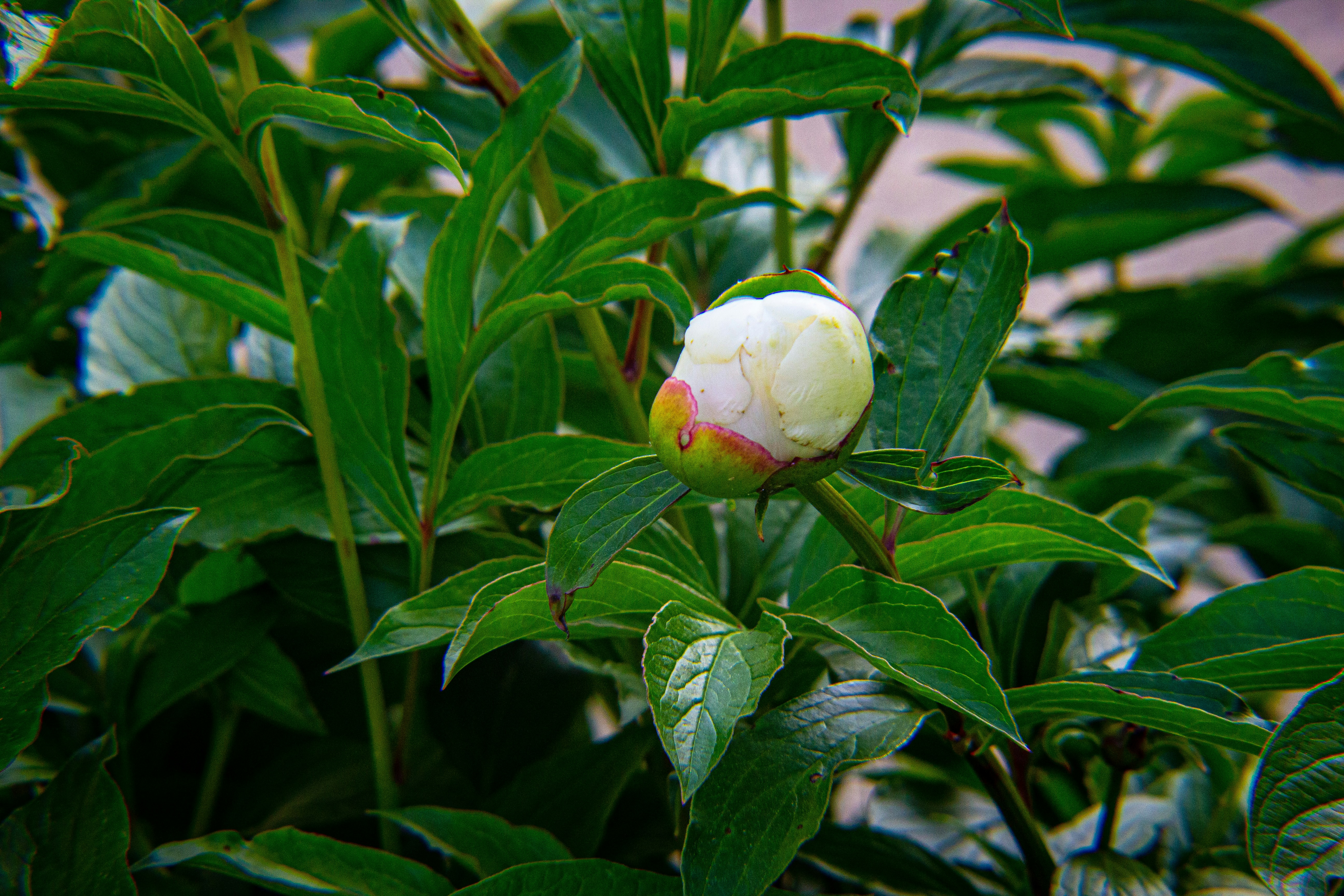 a white and red flower on a green plant