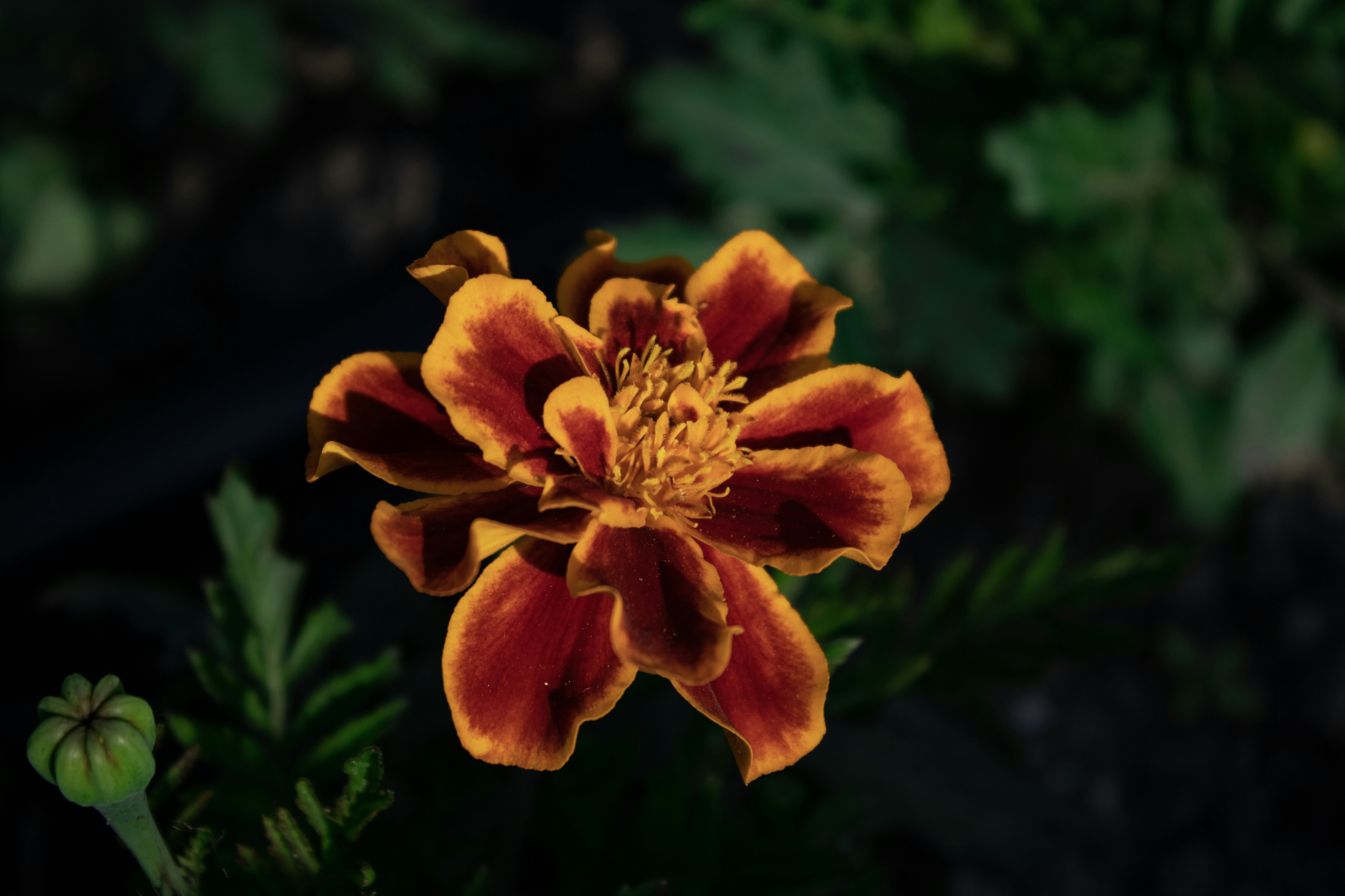 A close up of a red and yellow flower photo Free Botanischer garten