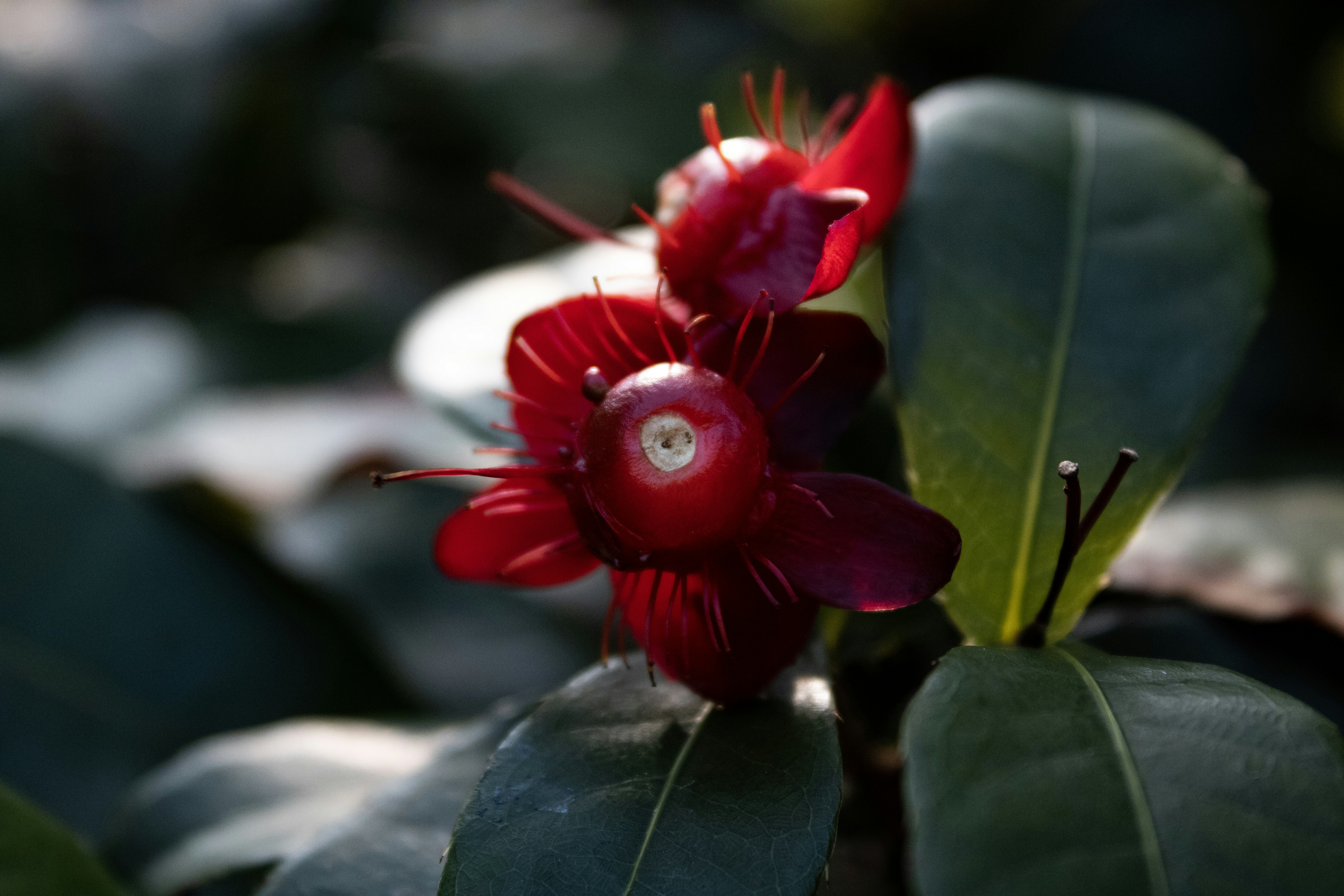 植物の花のクローズアップ