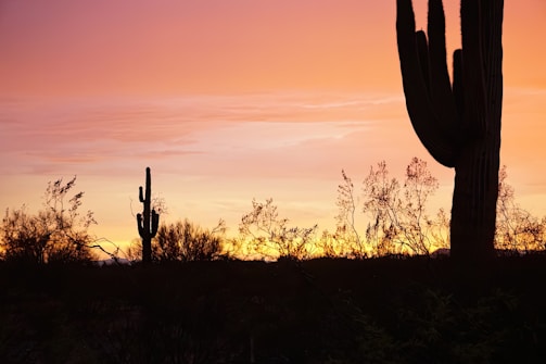 A desert landscape at sunset with large saguaro cacti silhouetted against a vibrant orange and pink sky. The horizon is lined with smaller plants and the outline of distant hills.