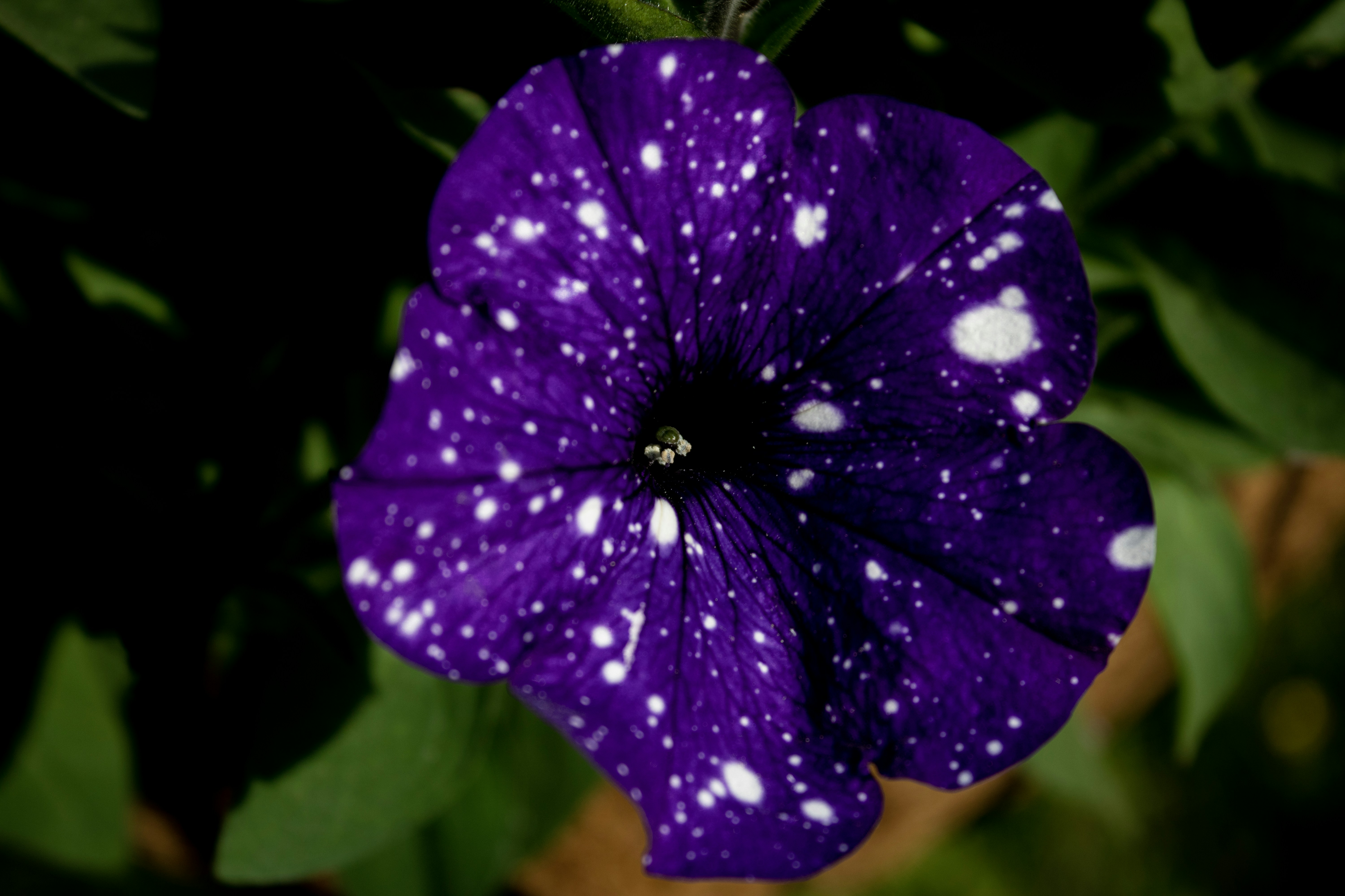 A purple flower with white spots on it photo Free Botanischer garten