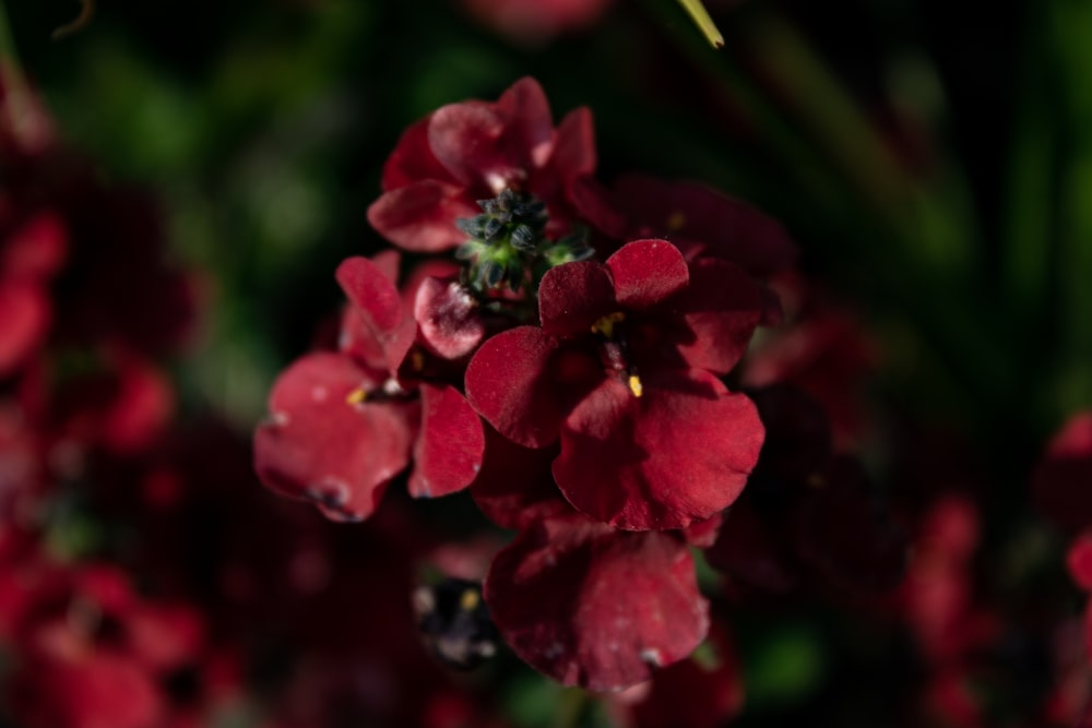 a bunch of red flowers that are in the grass