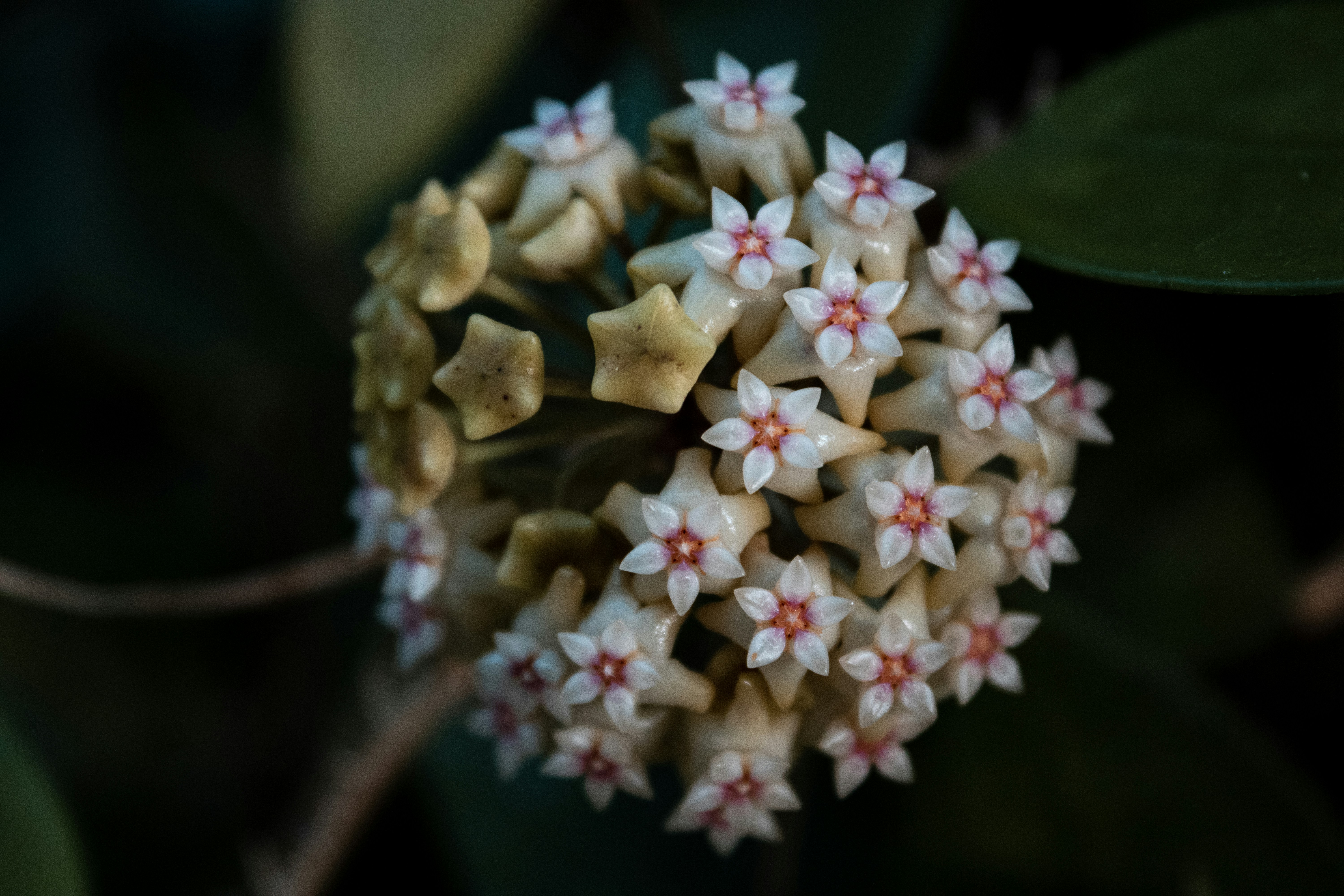 植物の花のクローズアップ
