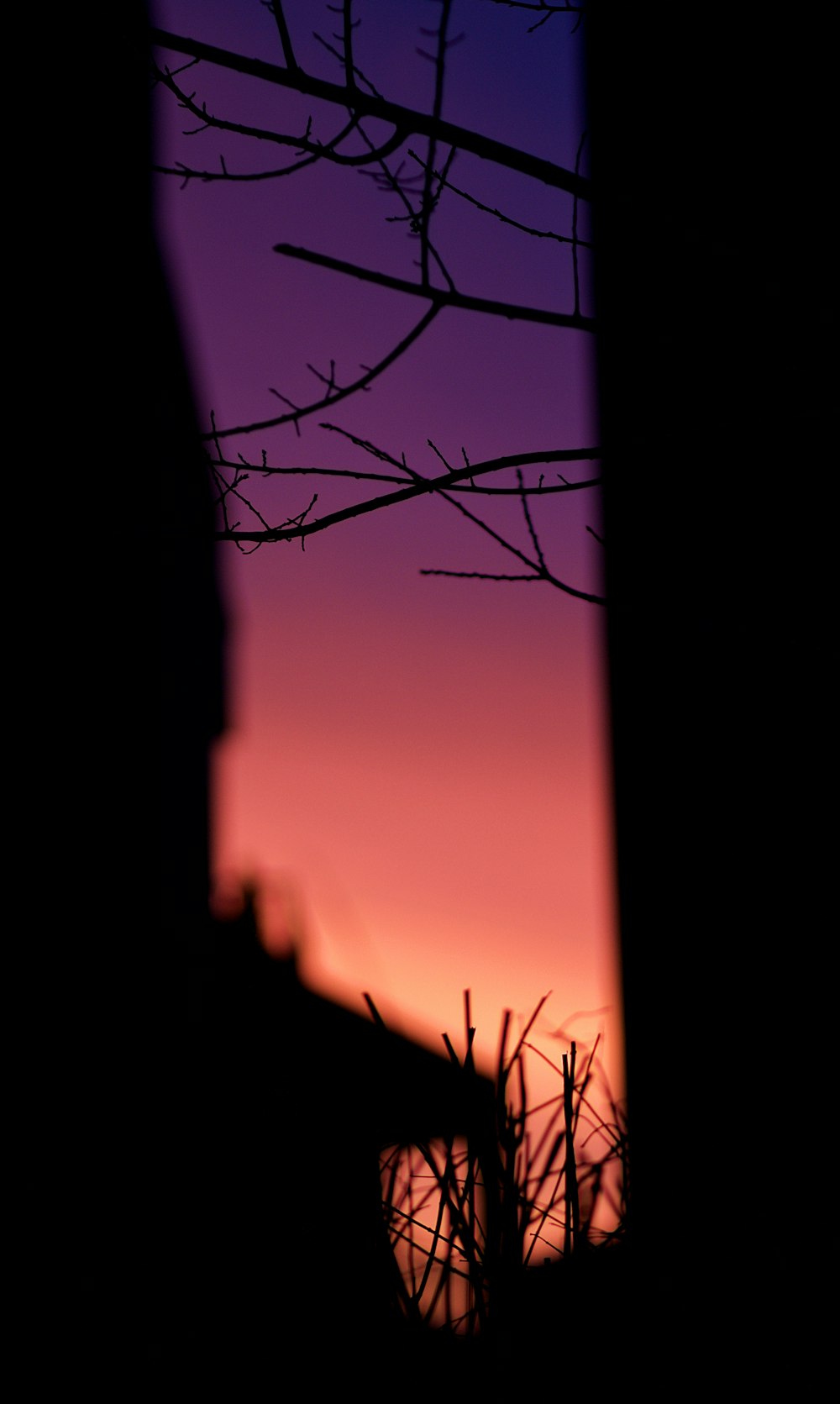 the silhouette of a tree against a purple sky