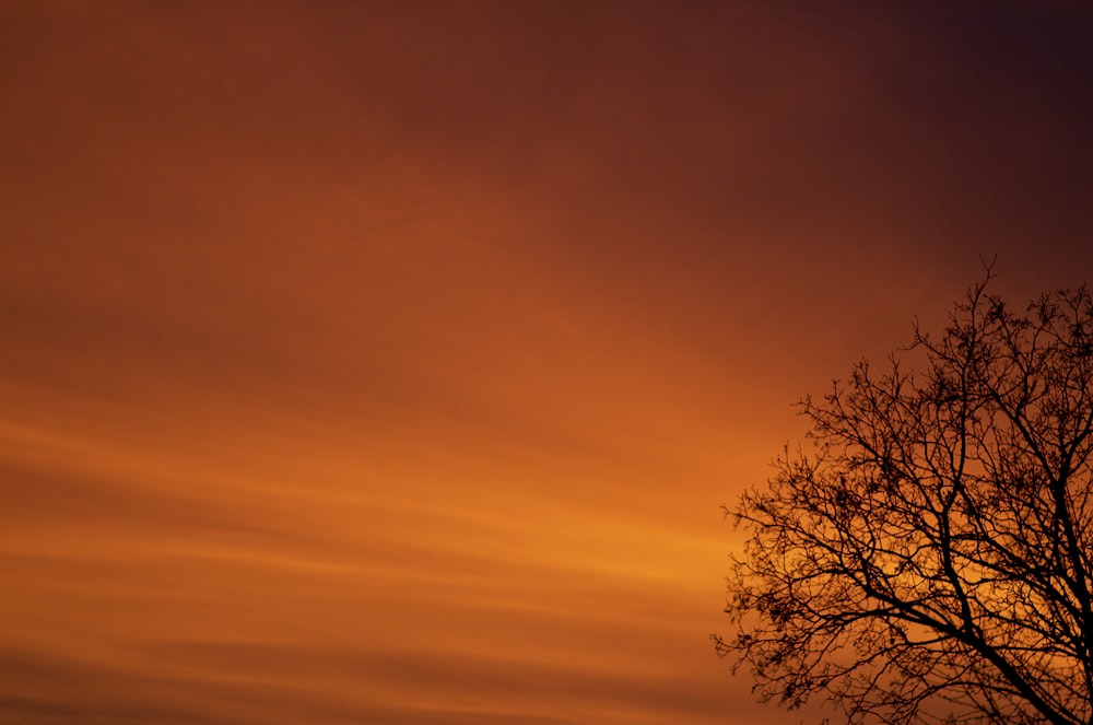 a tree is silhouetted against an orange sky