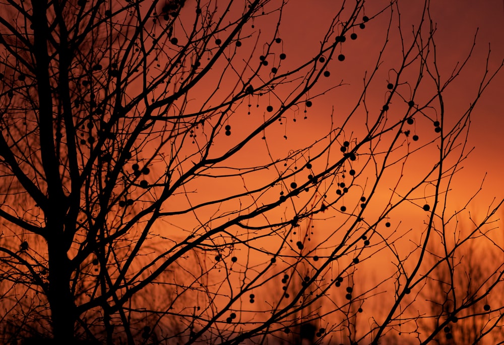 the branches of a tree against an orange sky