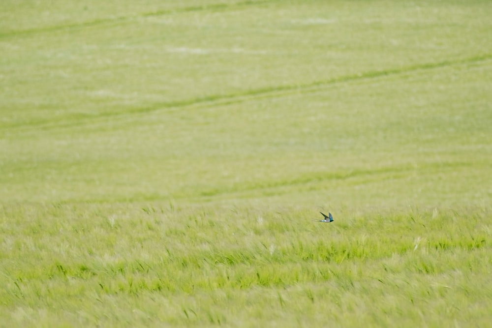 a bird flying over a lush green field