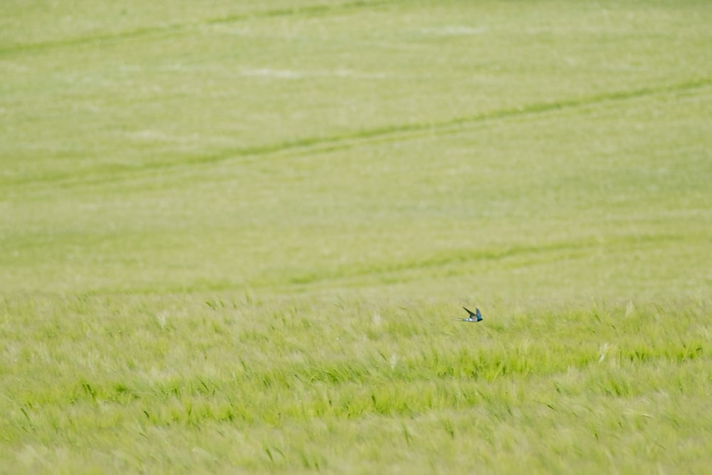 Un uccello che vola sopra un campo verde lussureggiante