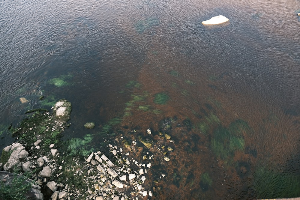 a large body of water with algae growing on it