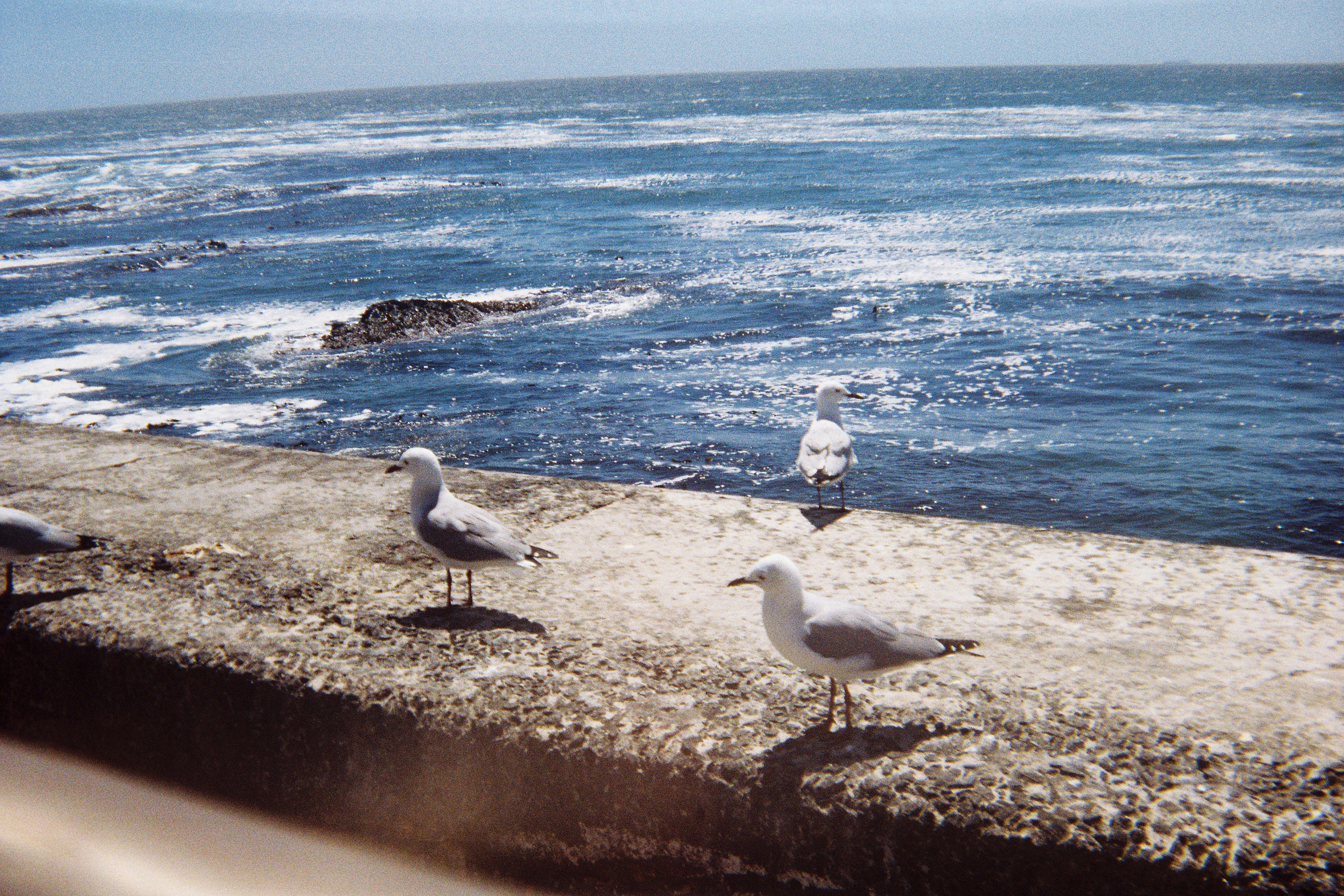 a group of seagulls sitting on a ledge near the ocean