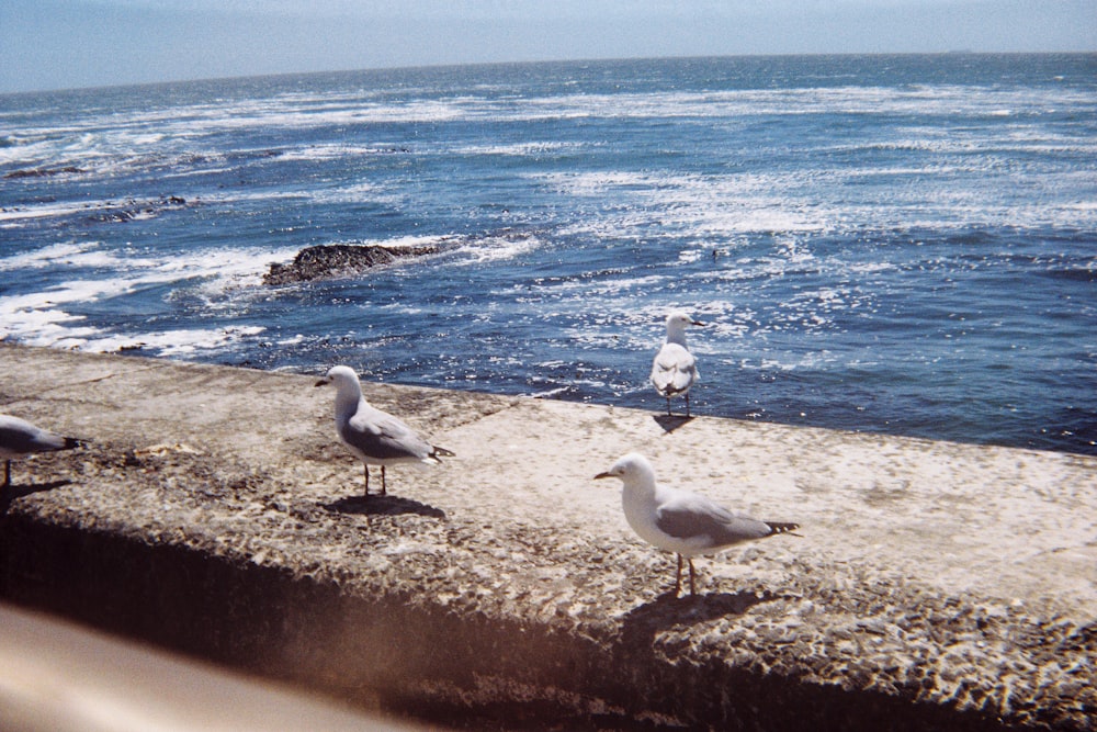 a group of seagulls sitting on a ledge near the ocean