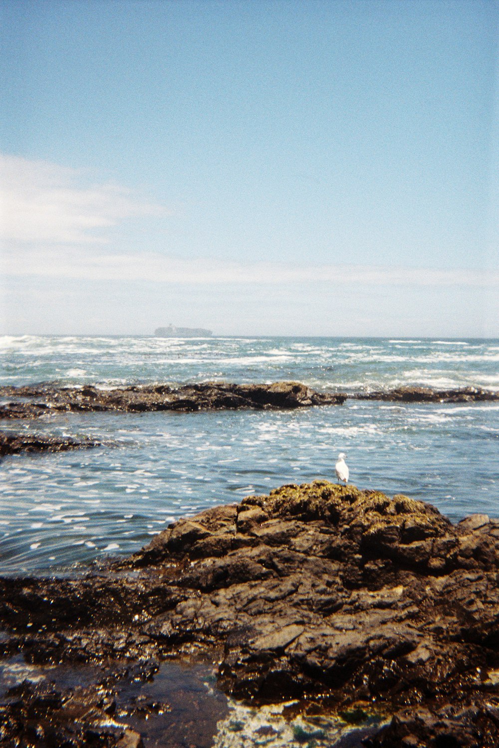 a bird is standing on a rock near the ocean
