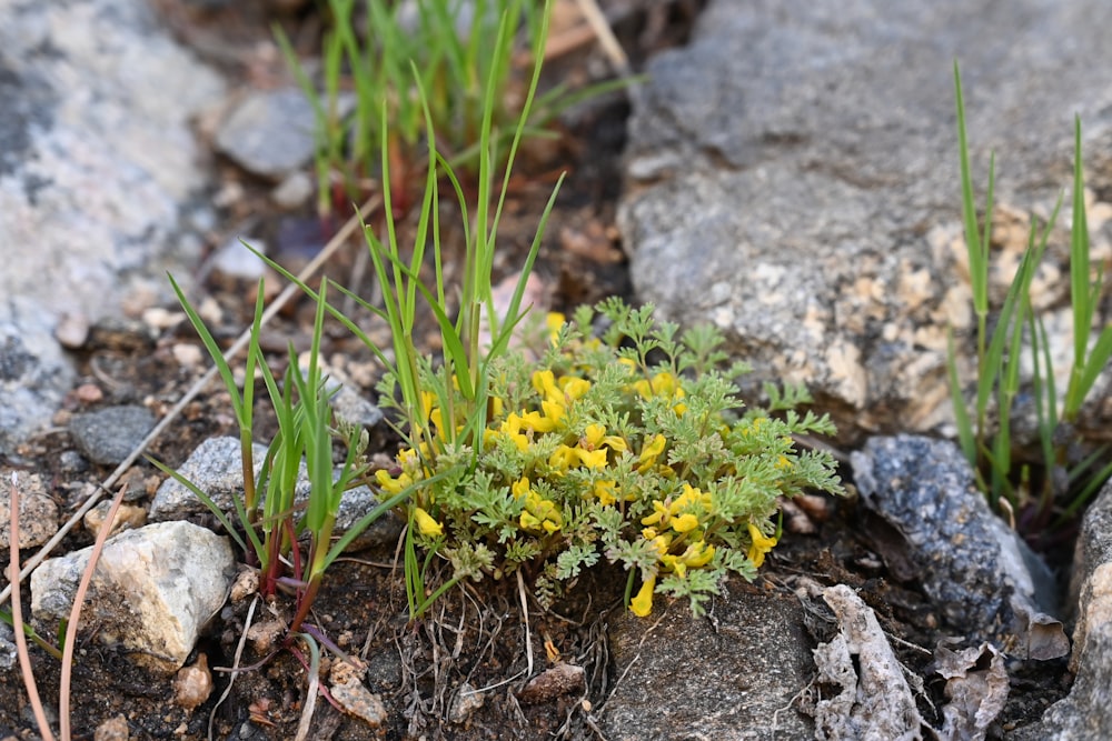 a small plant growing out of the ground