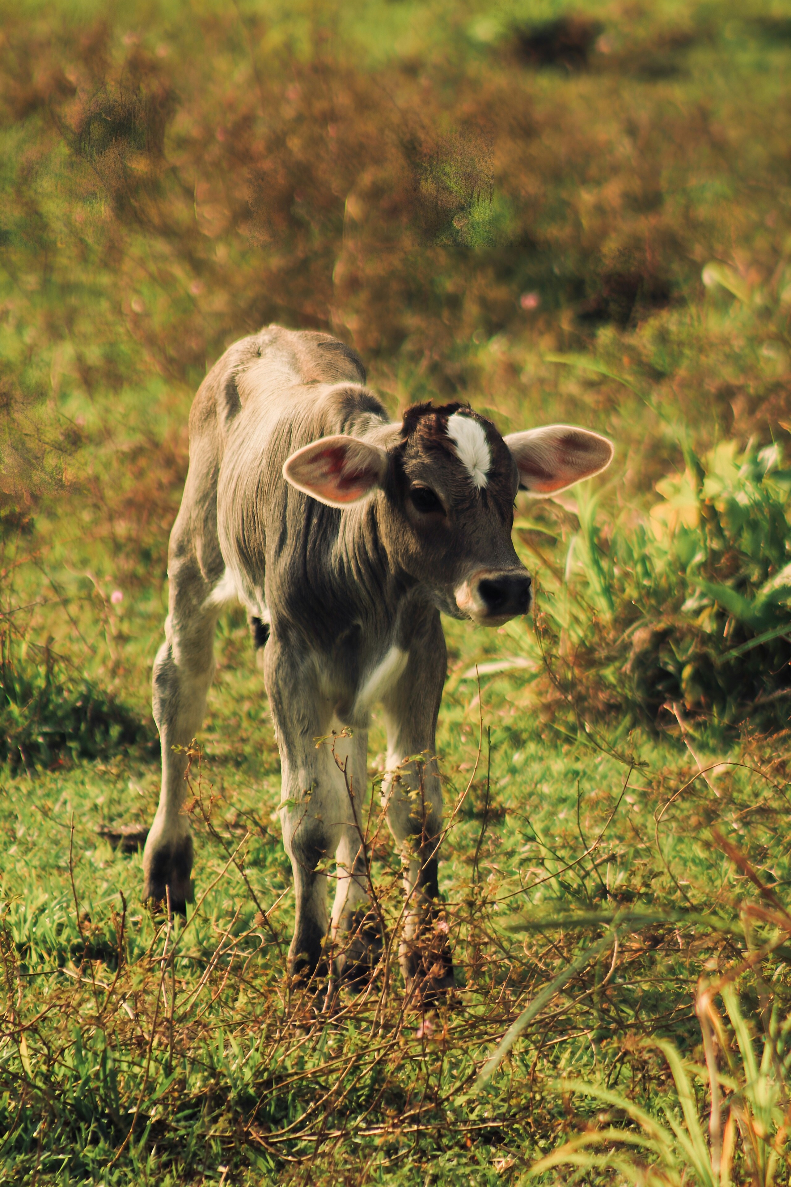 Photo by antoniosanzs