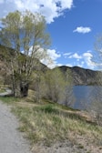A scenic view of a running trail with trees.