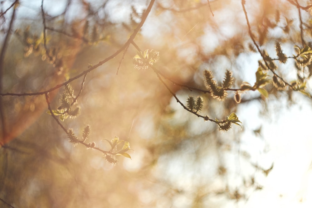 a close up of a tree branch with leaves