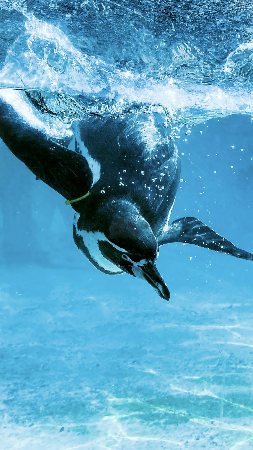 a penguin swims under the water in the ocean