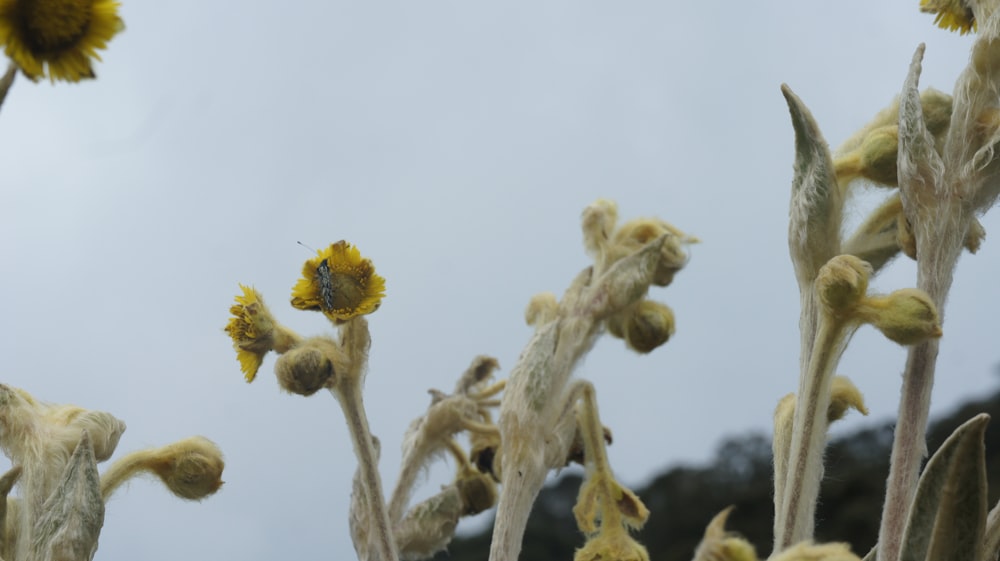 a bunch of dead flowers in a field