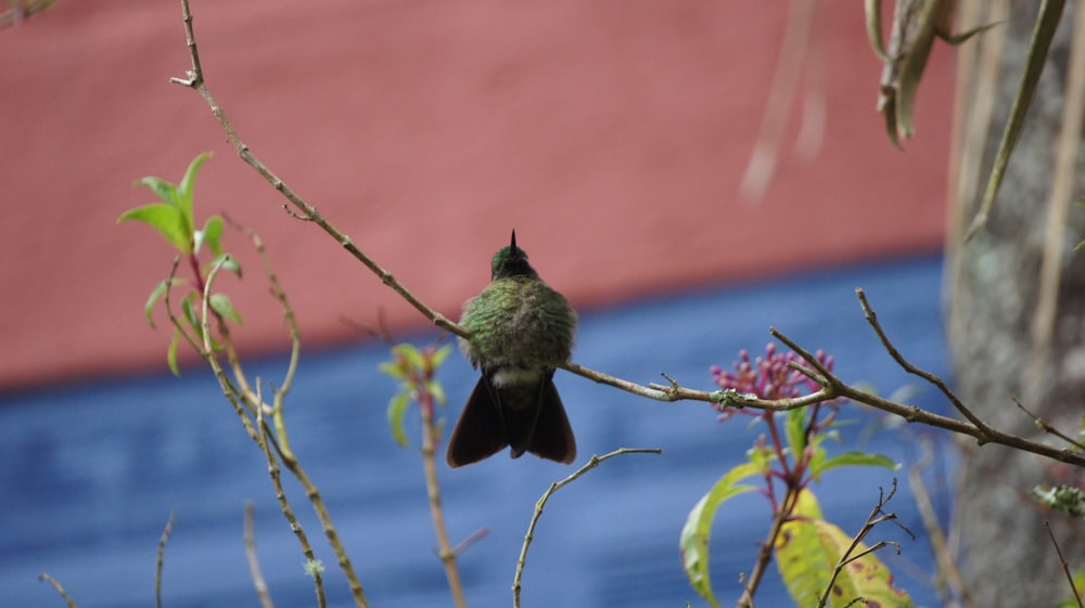 a small bird perched on a tree branch