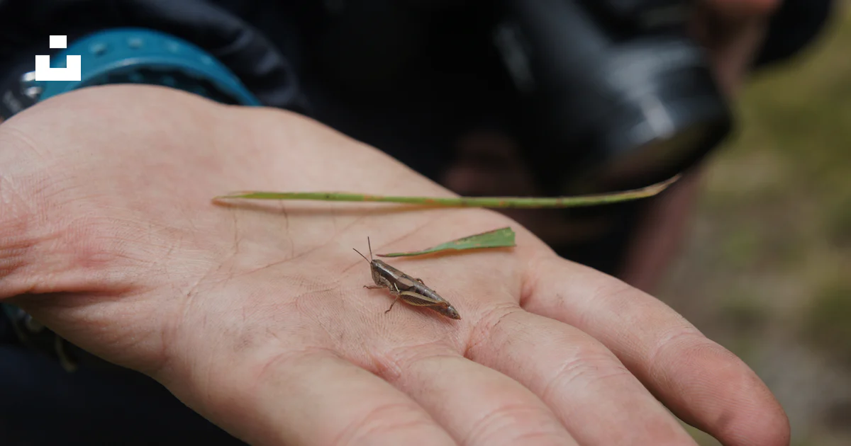 Small Insect On Hand A person holding a small insect in their hand photo – Free Insects ...