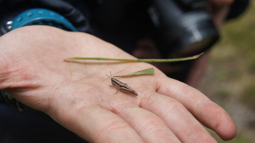 a person holding a small insect in their hand